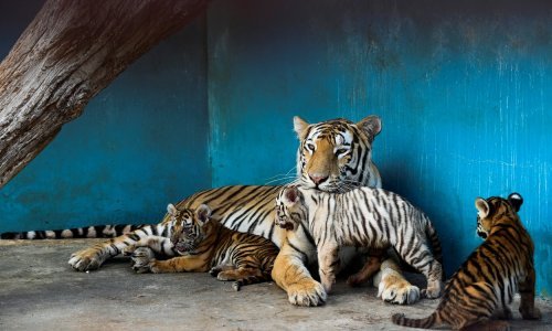 U kubanskom ZOO-u više mladunčadi zahvaljujući karanteni