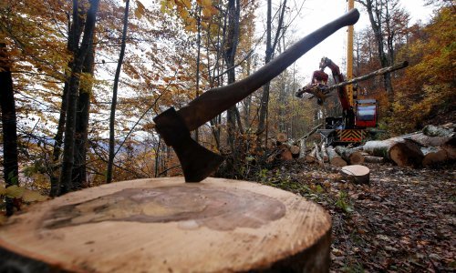 Šume nam nestaju, potreban je bolji nadzor na razini EU-a