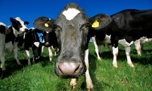 Jesu li krave zaslužile neslavnu titulu velike prijetnje okolišu?