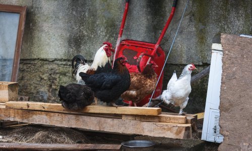 Francuska postrožila mjere suzbijanja ptičje gripe