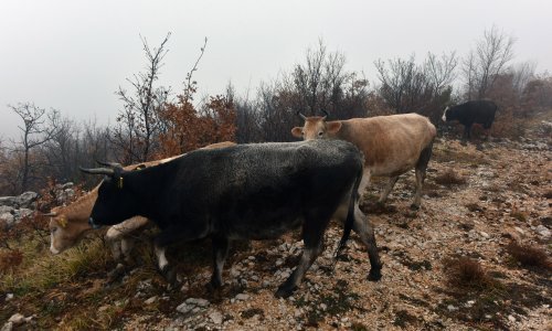 Napuštene životinje zadaju glavobolju poljoprivrednicima u dolini Neretve: Ministarstvo dalo nalog da ih se ubije, protiv Prijatelji životinja ali i Hrvatsko lovačko društvo