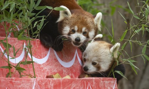 [FOTO/VIDEO] Međunarodni je dan crvenih pandi: Pogledajte kako su u torti koju su dobili na dar uživali preslatki Ema i Popi