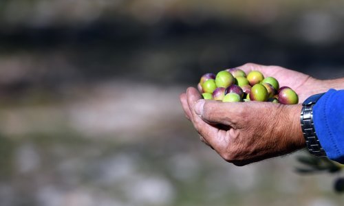 Zbog pogoršanja epidemiološke situacije otkazani 16. Dani mladog maslinovog ulja