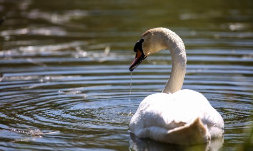 Prvi slučaj ptičje gripe u BiH nedaleko granice s Hrvatskom