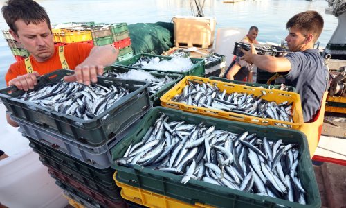 Srdela je u moru sve manje, a u zadnjih deset godina drastično su se smanjile. Znanstvenici otkrili što se događa