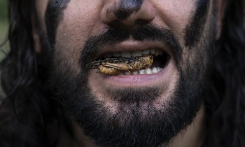 Izvrsna vijest: Skakavci su proglašeni sigurnim za jelo u Europi, očekuje se i 'legalizacija' cvrčaka