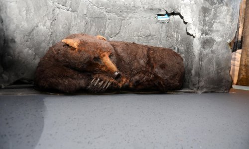 Lika i Gorski kotar pozitivan primjer suživota čovjeka i medvjeda