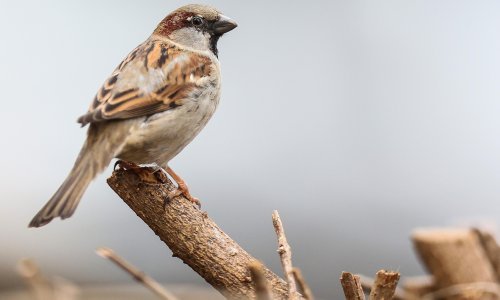 U Europi u 40 godina nestalo 600 milijuna ptica, od toga 247 milijuna vrabaca