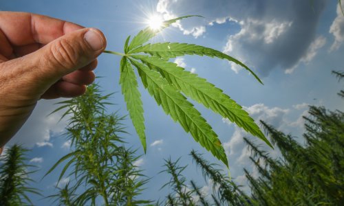Njemačka bi legalizacijom kanabisa mogla ubirati do 5 milijardi eura godišnje