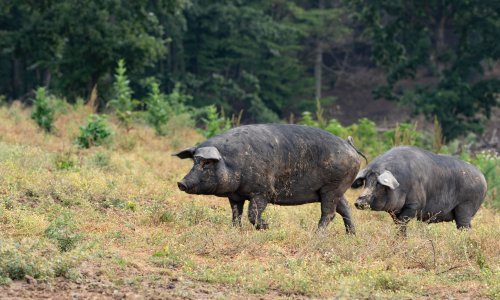Sve se više cijene autohtoni proizvodi koji postaju sve popularniji na tržištu. Slavonija predvodi trend uzgoja ove posebne sorte