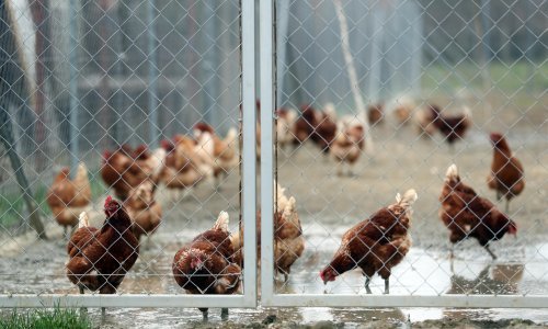 U Hrvatsku stigla ptičja gripa, potvrđena je u Sisačko-moslavačkoj županiji. Na snagu stupile posebno stroge mjere