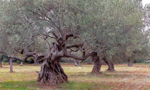 Nesretnim slučajem žena na Braču upucana lovačkim oružjem dok je brala masline