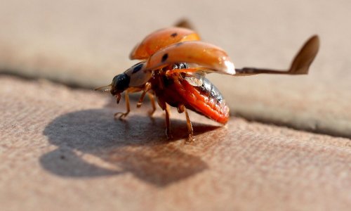 U turističkom dijelu Maldiva nestalo oko 66 posto vrsta insekata