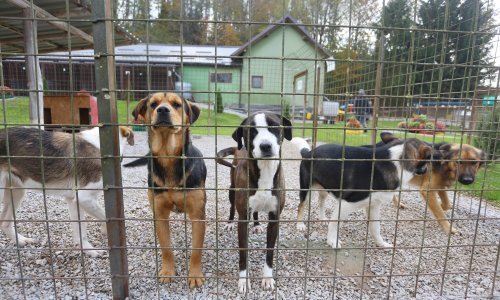 Prijatelji životinja traže zatvorsku kaznu za one koji napuštaju životinje