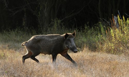 Krdo divljih svinja istrčalo na autocestu, razbijena tri auta, ubijena jedna životinja, šteta 30 tisuća eura