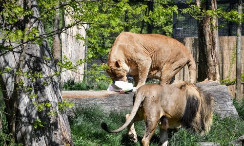 O zaraženim lavovima oglasilo se i Ministarstvo: Izbjegavajte bliski kontakt sa svojim kućnim ljubimcima ako imate koronu