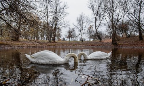 Potvrđena ptičja gripa kod divljih ptica i domaće peradi u Hrvatskoj