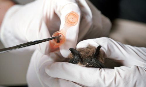 Srodnik koronavirusa nađen na uzorcima šišmiša starijih od deset godina