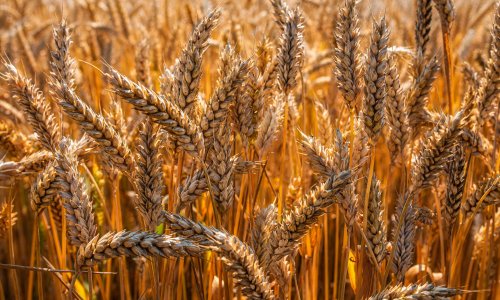 Dramatične promjene na globalnom tržištu pšenice: Zbog problema sa žetvom u Australiji mlinari se hvataju za glavu, cijene lete u nebo