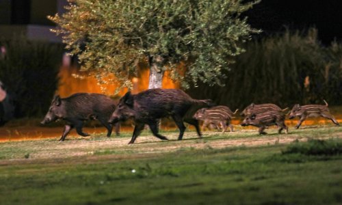 Istarski poljoprivrednici očajni, divlje svinje poharale im usjeve: Potpisujemo peticiju, električni pastiri i police osiguranja neće pomoći