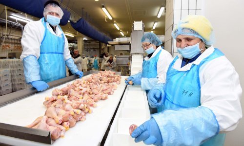 Prijeti li Hrvatskoj zbog ptičje gripe nestašica mesa peradi?