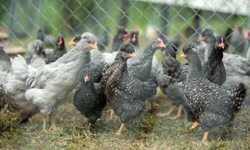 Stručnjaci: Aktualna ptičja gripa nije opasna za ljude, no pogubna je za perad