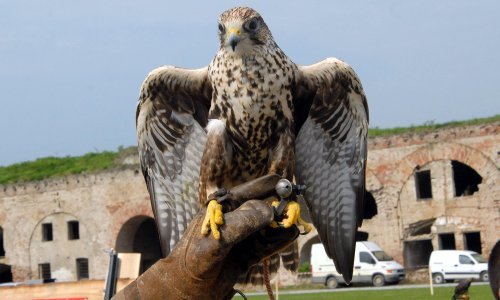 Sokolarenje iz Hrvatske upisano u nematerijalnu baštinu UNESCO-a