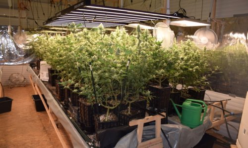 [VIDEO] Policija otkrila laboratorij za uzgoj marihuane kod Velike Gorice; dvojac uhićenih bio je naoružan do zuba