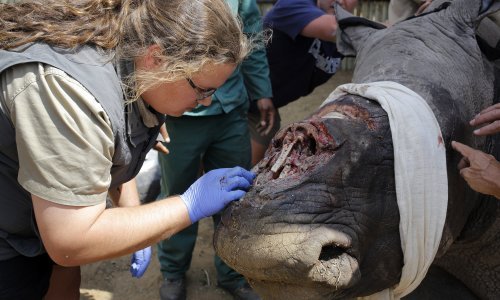 Drevna azijska medicina prijeti nosorozima