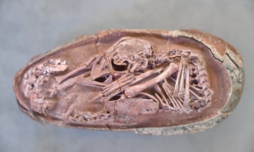 [FOTO] Otkriven savršeno očuvani embrij dinosaura, pogledajte malo biće staro najmanje 66 milijuna godina