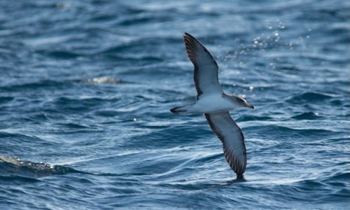Pokrenuta kampanja za spas ugroženih ptica za koje mnogi nisu ni znali da žive u Hrvatskoj