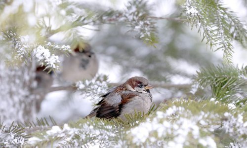 Stiglo zahlađenje, kiša i snijeg, a stižu i prve naznake novogodišnje prognoze: Čeka li nas 'bablje ljeto' na Silvestrovo?