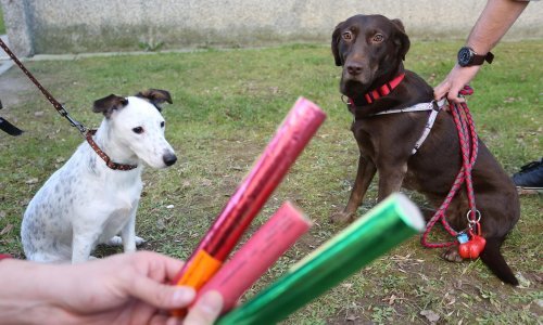 Prijatelji životinja: Petarde su zabranjene, slavite i bez vatrometa