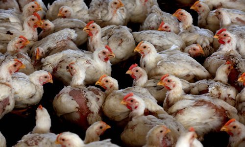 Novi slučaj ptičje gripe u Osječko-baranjskoj županiji