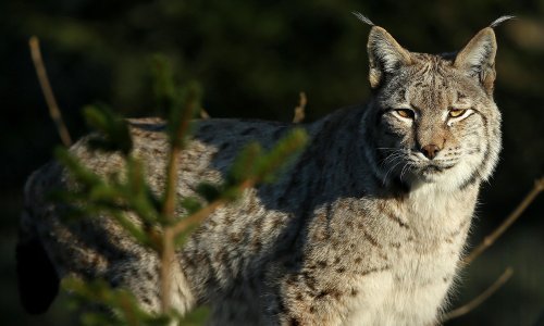 [VIDEO] Na južnom Velebitu uočena tri mladunca risa; znanstvenici će utvrditi jesu li to Alojzijevi potomci
