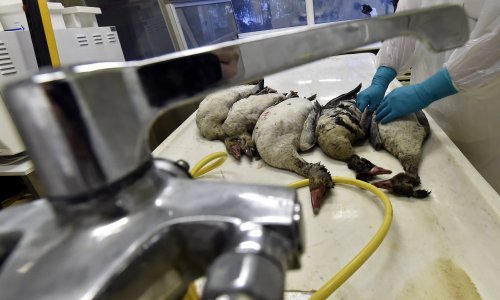 Europa se suočava s najgorom epidemijom ptičje gripe
