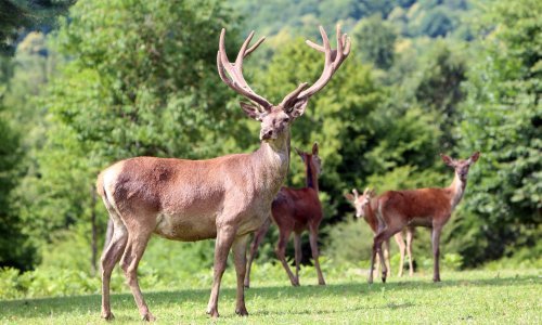 Nova studija: Jeleni 'često zaraženi' koronavirusom; otvaraju se temeljna pitanja o budućoj putanji SARS-CoV-2
