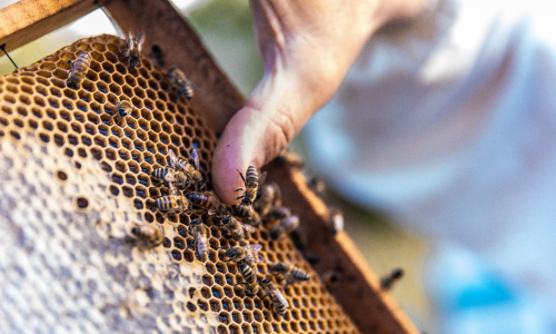 Od polja do stola: Med uskoro preciznijim označavanjem podrijetla i nutritivne vrijednosti postaje snažan hrvatski adut u inozemstvu