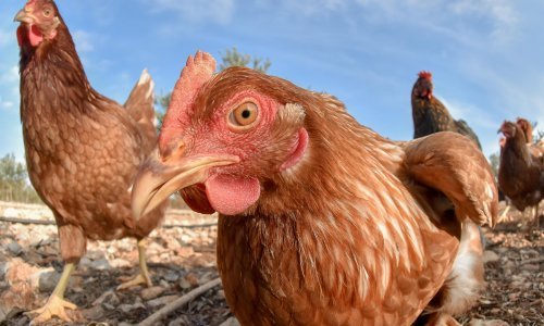 Influenca ptica potvrđena u Zagrebačkoj, Istarskoj i Vukovarsko-srijemskoj županiji