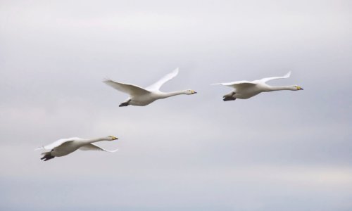 Visokopatogena influenca ptica potvrđena kod divljih ptica u Istarskoj županiji