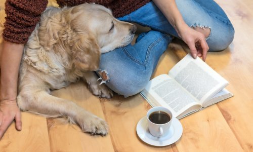 Istraživanje pokazalo: Psi mogu razlikovati jezike, a što su stariji, to ih njihov mozak bolje razlikuje