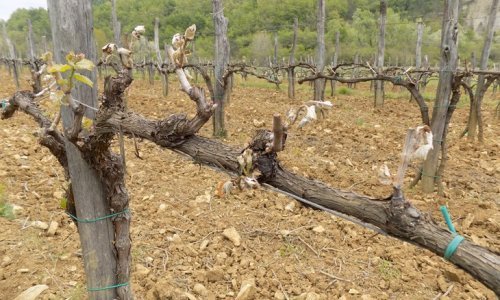 Istarski poljoprivrednici nezadovoljni: Naknada štete zbog mraza je smiješna