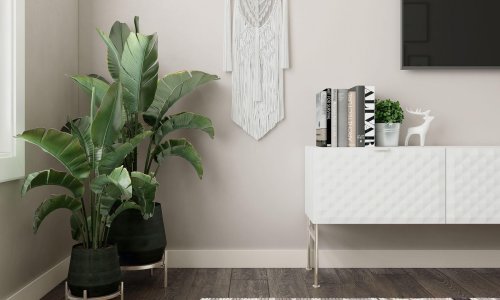 Savjeti koji spašavaju: Što učiniti kada plijesan napadne vaše sobne biljke?