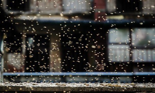 Jeste li znali da su pčele u Hrvatskoj - ilegalci? 'Berlin nudi gradski med kao suvenir, što mi čekamo?'