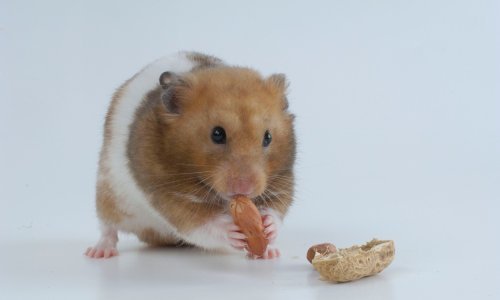 Hong Kong naredio usmrćivanje hrčaka zbog covida