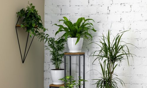 Šest najčešćih pogrešaka zbog kojih zimi umiru sobne biljke