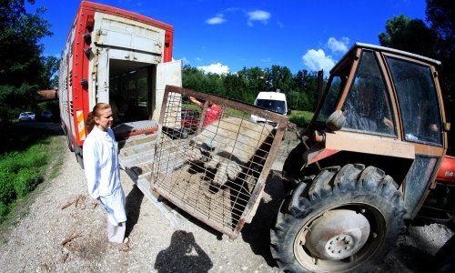 Europarlamentarci traže bolje uvjete prijevoza životinja, tvrde da stoka u kamionima pati na putu do klaonice
