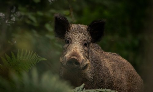 Muškarca kod Lovrana napao i teško ozlijedio vepar: 'Da se nisam bavio sportom, ne bih preživio'