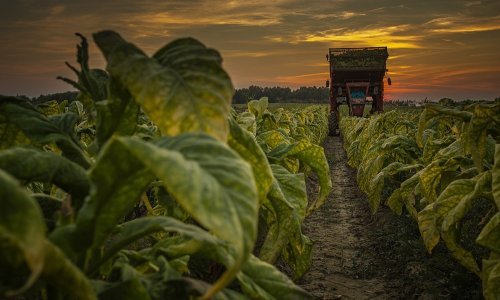 Hrvatski duhani započeli s ugovaranjem nove proizvodne sezone, proizvođačima lani isplaćeno 81,6 milijuna kuna