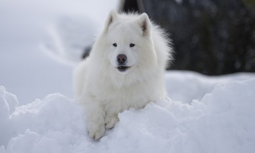 U Rusiji djevojčica preživjela strašnu snježnu oluju grleći psa